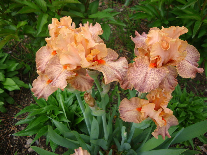SPICED PEACH